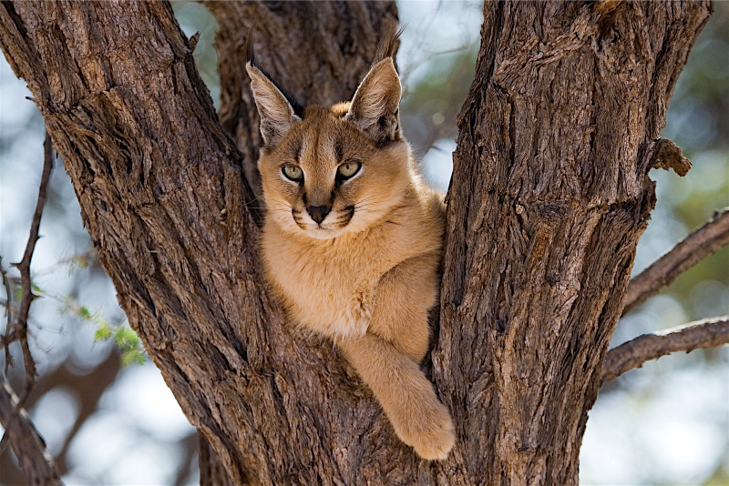 Illustration for article titled Caturday - Caracal caracal Edition